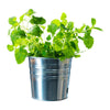 Thrive Planter - Small